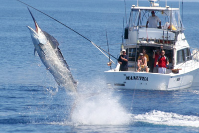 Fishing for Marlin in Australia Fishing for Marlin in Australia