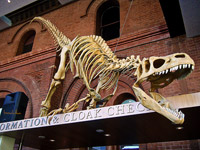 Australian Museum Australian Museum