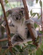 Lone Pine Koala Sanctuary Lone Pine Koala Sanctuary